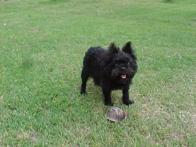 Affenpinscher