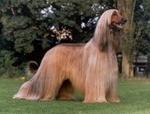 Afghan Hound