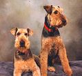 Airedale Terrier