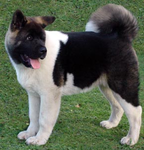 Akita