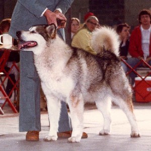 Alaskan Malamute
