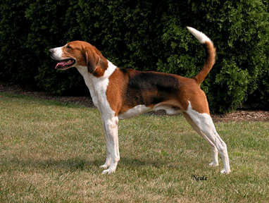 American Foxhound