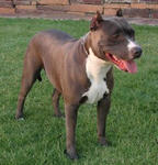 American Staffordshire Terrier