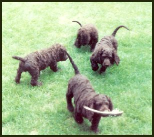 American Water spaniel