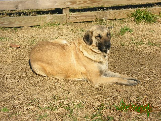 Anatolian Shepherd Dog