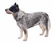 Australian Cattle Dog