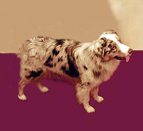 Australian Shepherd