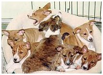 Basenji