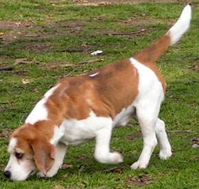 Beagle