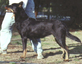 Beauceron