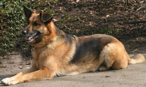 Belgian Malinois