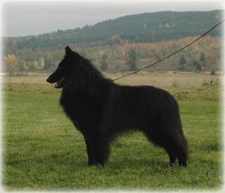 Belgian Sheepdog