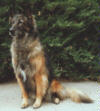 Belgian Tervuren