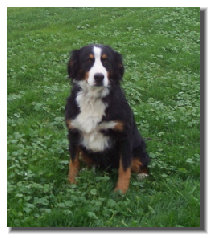 Bernese Mountain Dog