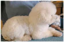 Bichon Frise