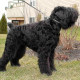 Black Russian Terrier