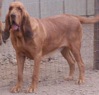 Bloodhound