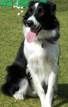 Border Collie