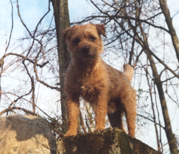 Border Terrier