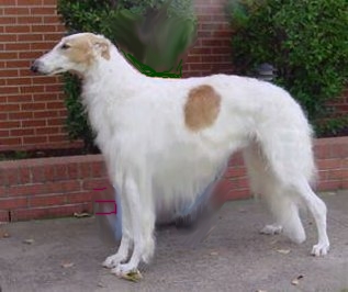 Borzoi