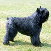 Bouvier des Flandres