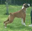 Boxer