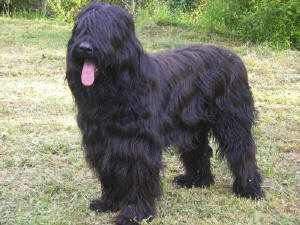 Briard