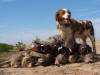 Brittany Spaniel