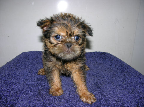 Brussels Griffon