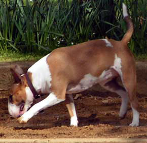 Bull Terrier