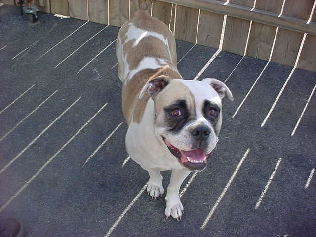 Bulldog