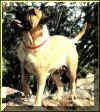Bullmastiff