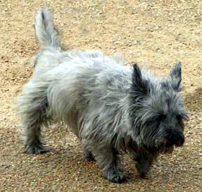 Cairn Terrier