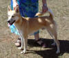 Canaan Dog