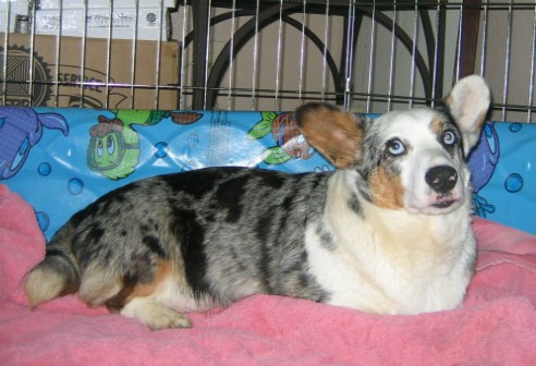 Cardigan Welsh Corgi