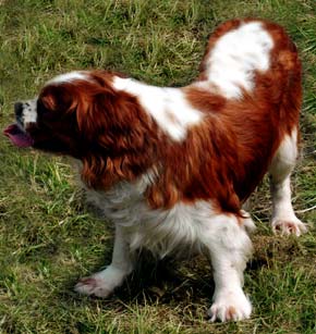 Cavalier King Charles Spaniel
