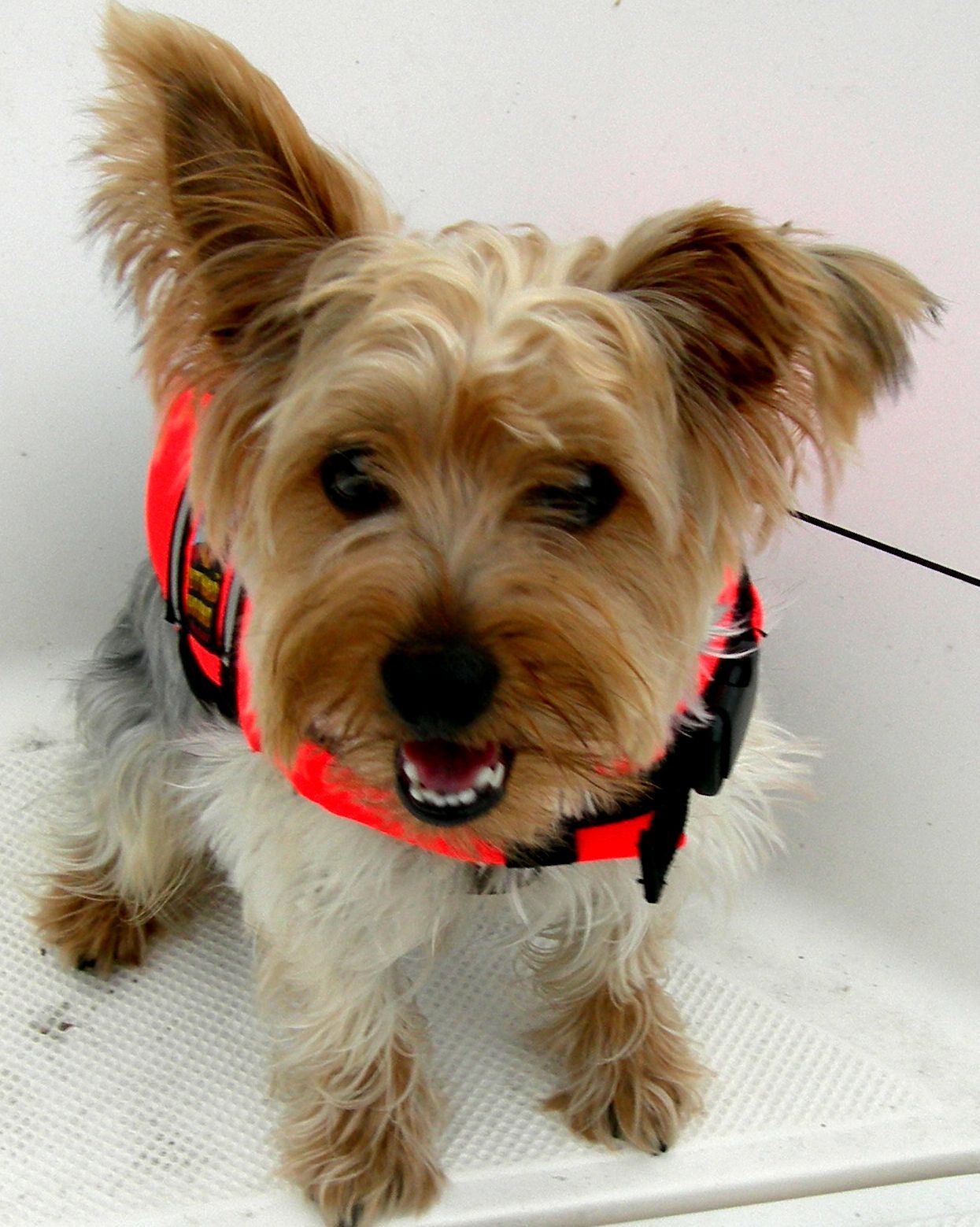 Charlie - Miniature Yorkshire Terrier