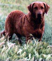 Chesapeake Bay Retriever