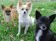 Chihuahua