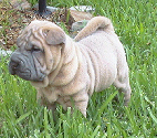 Chinese Shar-pei