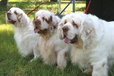 Clumber Spaniel