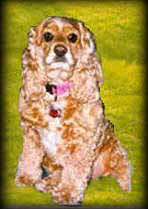 Cocker Spaniel