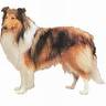 Collie
