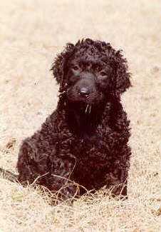 Curly-Coated Retriever