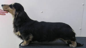 Dachshund