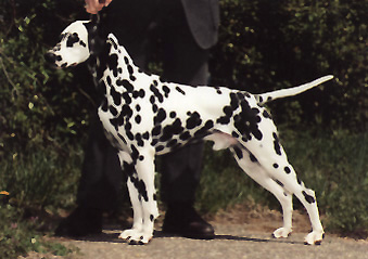 Dalmation