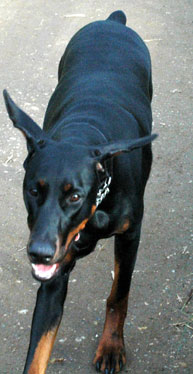 Doberman Pinscher