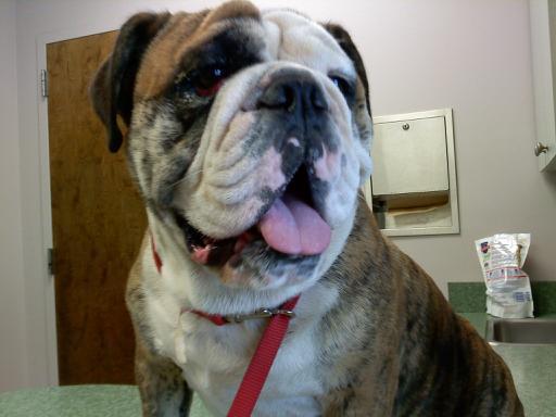 English Bulldog