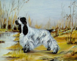 English Cocker Spaniel