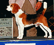 English Foxhound
